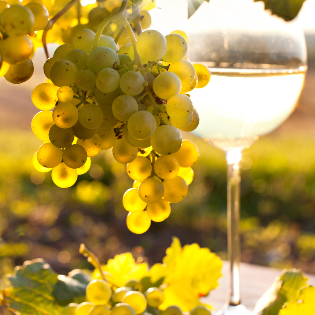 Sunlight Held Together by Water - Wine!